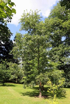 Quercus crris 'Laciniata' - dub cer - celek